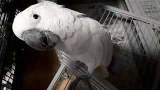 Umbrella Cockatoo Arguing with owner