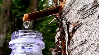 Wild Food Foraging- Yellow Birch Sap- The Taste of Spring!