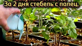 БАБУЛЬКИН МЕТОД! ЗА 2 ДНЯ РАССАДА КОРЕНАСТАЯ,СТЕБЕЛЬ ТОЛСТЫЙ И ЖИРНЫЙ. РАССАДА ПРЕТ КАК НА ДРОЖЖАХ!