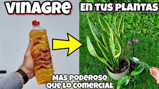 Aplica y RIEGA tus PLANTAS con VINAGRE y mira que PASA INMEDIATAMENTE! Usos del VINAGRE en HUERTO