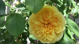 Розы  в Аккермане