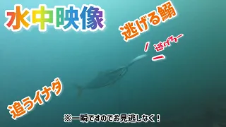 【最新敷嶋丸水中動画】千葉県大原沖の海中地形を把握しよう❗️海の中はこうなってます。2022年1月5日の大原沖水中動画