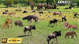 4K African Wildlife - Aberdare National Park, Kenya - Scenic Wildlife Film With Real Sounds & Relax