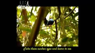 The Beatles - Blackbird (2009 Stereo Remaster) (With Lyrics) HD.