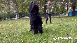 Тренировка Танцы с собаками русский черный терьер