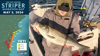 Striper Migration Report ft. John Skinner | May 3, 2024