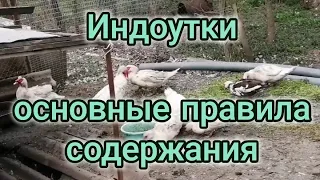 Начало огородного сезона. Индоутки, содержание, проблемы.