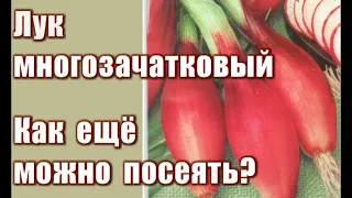 343 Как еще можно посеять лук-чернушку? На примере лука многозачаткового…