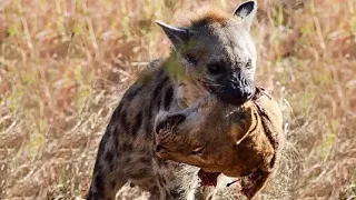 The most classic Battles in Wild Animals / wild Animals Fight 2021/  Full HD Video /