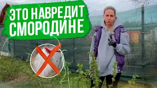 Уход за смородиной весной. Обработка смородины от болезней и вредителей. Обрезка и подкормки.