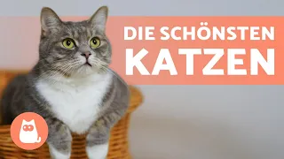 Die 10 schönsten Katzenrassen der Welt 🐱💕