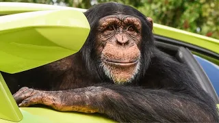 The One & Only Chimp Dinner Live | Myrtle Beach Safari