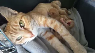 Geraldine - ginger mum with her 6 ginger kittens