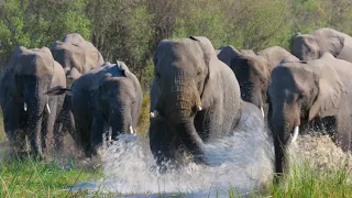 Disneynature Dolphin Reef/Elephant Trailer: Narrated By Meghan Markle and Natalie Portman