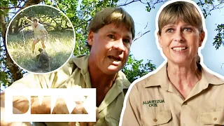 Steve Irwin Gets Attacked By Vicious Komodo Dragon! | Crocodile Hunters: The Best Of Steve Irwin