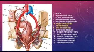 ВНУТРЕННЯЯ ПОДВЗДОШНАЯ АРТЕРИЯ