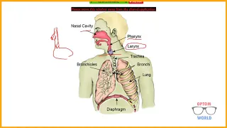 Anatomy of Respiratory System Part 1 in Urdu/Hindi