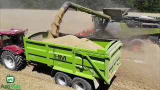 Claas Lexion 8900 Harvesting Wheat