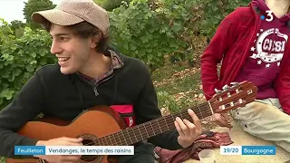 Feuilleton : les vendanges au jour le jour (épisode 3/4)