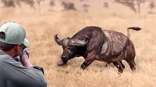 The last moments of the African buffalo (African buffalo hunting with guns and arrows)