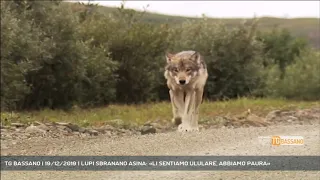 TG BASSANO | 19/12/2019 | LUPI SBRANANO ASINA: «LI SENTIAMO ULULARE, ABBIAMO PAURA»