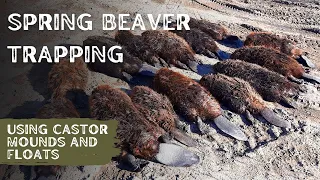 Spring Beaver Trapping │ Lots of Catches!