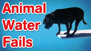 Animal Water Fails | Best of AFV