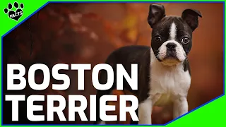 Boston Terrier Dogs 101: Boston Terrier Facts and Information