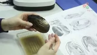 Зоология беспозвоночных. Часть 3. Изучение анатомического строения моллюска (Е. Богомолова)