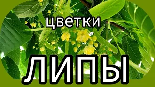 Заготовка ЦВЕТКОВ ЛИПЫ  Хранение и использование в домашних условиях