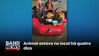 Bombeiros resgatam cavalo ilhado em telhado em Canoas | BandNews TV
