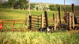 Border Collie working Cattle