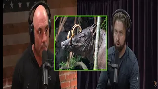 Joe Rogan and Forrest Galante FERAL PIGS ARE A REAL PROBLEM