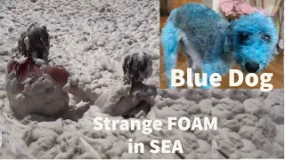 Blue Dogs Russia | Strange Events | Unexplained Viral Videos | Unseen | New | 2021