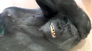 Annie seems to love her new keeper ｜Shabani Group・Gorilla