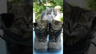 Funny animals 2023😆 - Funniest Cats and Dogs Video🐕🐈311 #shorts