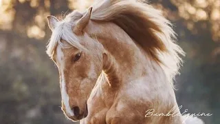 Sad Song | Equestrian Music Video