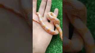 ❤️Маисовый полоз Эро❤️ (Экстрим реверс окети)/corn snake extreme reverse okeetee