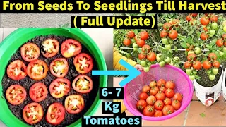 New & Best Idea: How To Grow Lots Of Tomatoes From Seeds|Growing Tomatoes At Home| Liquid fertilizer