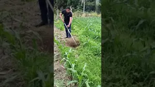 Roçadeira costal profissional com enxada rotativa.# shorts #viral