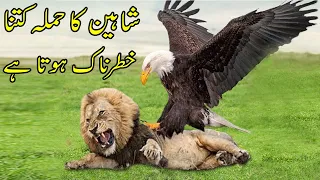 Baaz Ka Hamla Khatarnak Kyun Hota Hai  II Why Eagle Is Most Dangerous & Fastest Predator