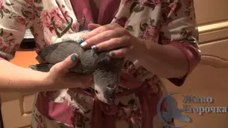 Жако Егорочка лежит в руках на спине. African Grey Parrot