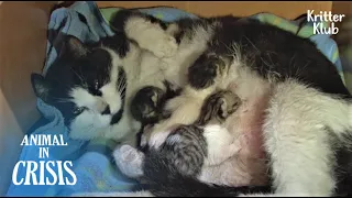 All The Cat Wished Was To Have Safe Place To Give Birth Safely | Animal in Crisis EP247