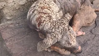 Dog with skin like cracked stone. Amazing transformation.
