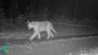 Super rare video of cougar in northern Minnesota