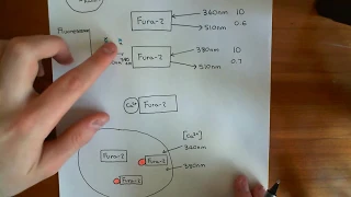 Calcium Sensors - Fura-2