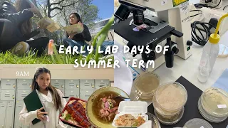 Uni diary 🧸 🧪 9am lab days, summer term, lots of food