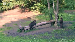 2019 Bear Watching | Brasov, Transylvania, Romania