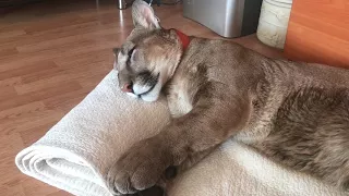 Тихий час у пумы Месси. Cougar Messi sweetly asleep