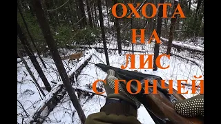Охота на лис с русской гончей по первому снегу в лесу. Кировская область.